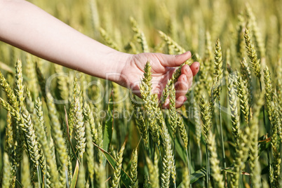 Woman's hand takes the ears of grain