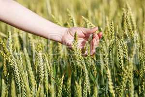 Woman's hand takes the ears of grain