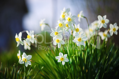 Blooming white narcissus