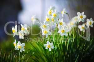 Blooming white narcissus