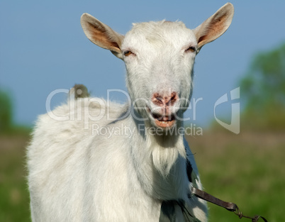 Goat smiling