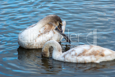Two young swans