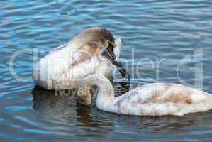 Two young swans