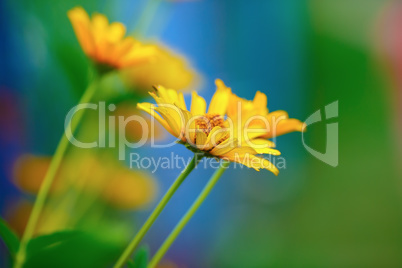 Bright yellow daisies