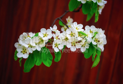 Blossoming tree close-up