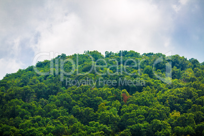Forest on the mountain peak