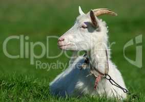 Horned goat