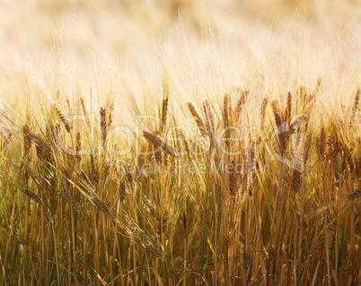 Wheat field