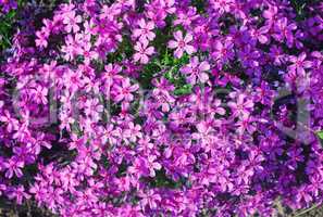 Phlox subulata flowers