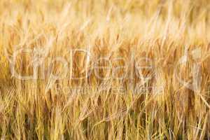 Closeup of wheat field