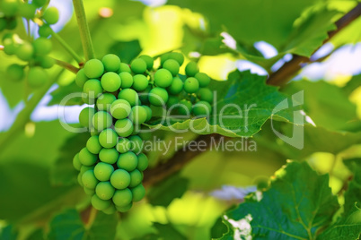 Unripened green grape