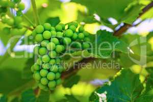 Unripened green grape