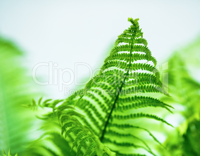 Fern leaf