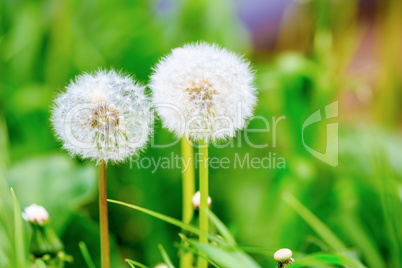 Dandelions