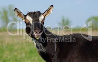 Black goat portrait