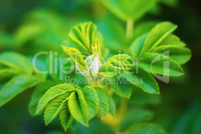Bright green leaves with soft focus
