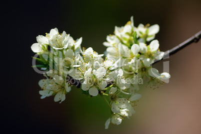 Spring blossoms