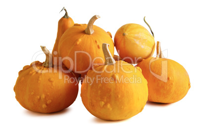 Pumpkins on white background