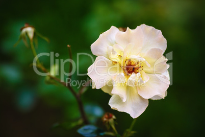 White rose flower