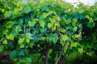 Green foliage vineyard