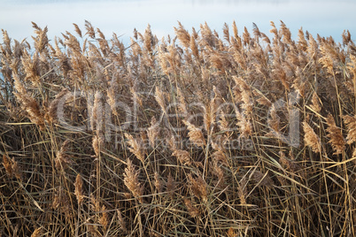 Thickets of dry reed