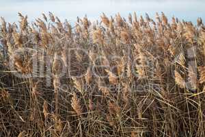 Thickets of dry reed