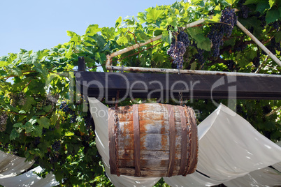 Barrel and grapes