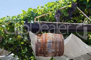 Barrel and grapes