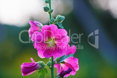 Hollyhock flowers