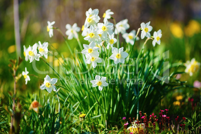 Bright white daffodils