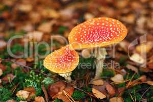 Two poisonous mushrooms