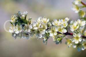 Spring flowering