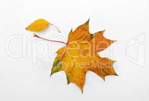 Maple Leaf