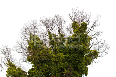 Tree braided ivy