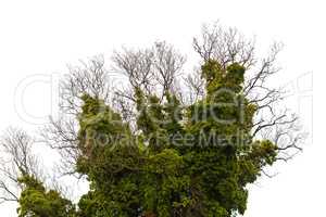Tree braided ivy