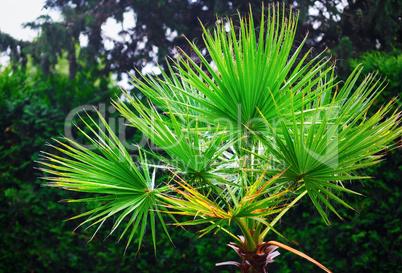Green foliage of palm