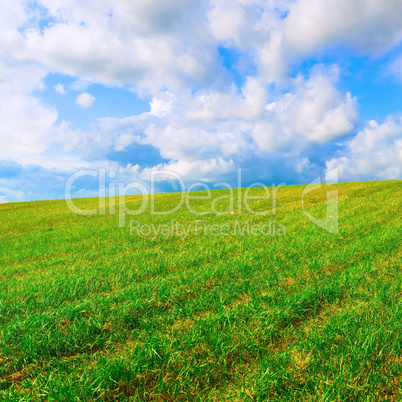 Field of green grass