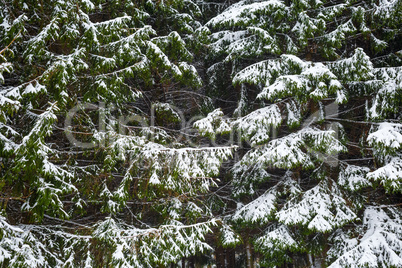 Fir trees and snow