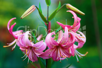 Pink lily flowers