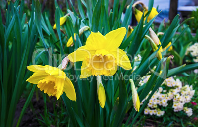 Flowering yellow daffodils