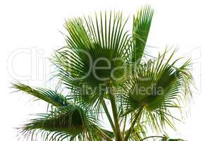 Palm leaves on a white background