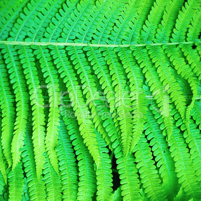 Fern leaves