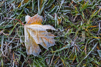 Frozen maple leaf