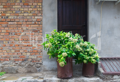 Buckets with green plants