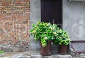 Buckets with green plants