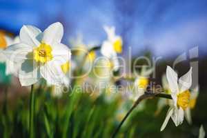 Bright blooming daffodils