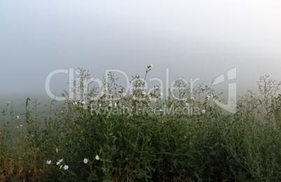 Wild grass in the fog