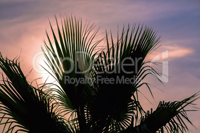 Palm leaves against the sunset