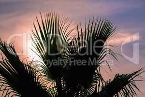 Palm leaves against the sunset