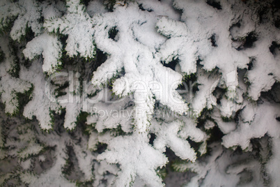 Fir branches with snow